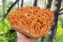 Cordyceps Mushroom