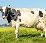 The cow dung products