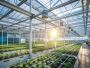 Commercial Greenhouse Structures Commercial Greenhouse Structures