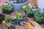 Discover Stunning Flowering Plants in Los Angeles with Urban