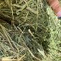 horse hay for sale near me