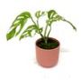 Monstera Adansonii variegated for sale