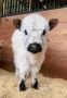 Micro mini cows for sale