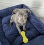 Staffordshire bull terrier puppies for sale Victoria