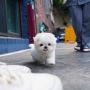 Teacup maltese puppies for sale near me​