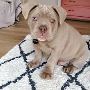 American bulldog puppies for sale​