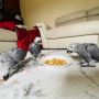 African Grey Parrot Available 