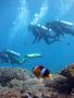 Book Popular Scuba Diving Packages in Andaman