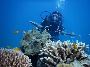 Experience The Best Scuba Diving in Havelock For Beginners 