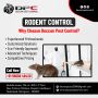 Best Rodent Control Services In Hyderabad