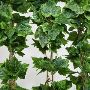 Shop Designer Hanging Baskets in Australia to Facelift Your 