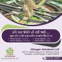 Residential Plots at Dholera SIR