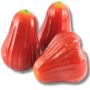Apple Java Rose