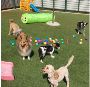 Dogdayz Services in Silvan Dogdayz Services in Silvan