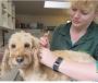 Monitored Health Checks Services 