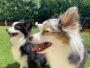 Dog Boarding Services in Miami & Doral, FL