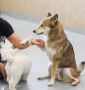 Best Dog Boarding Near Me › Dog Boarding in Miami