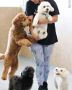 Pet Boarding Service in Miami | Doggies Gone Wild