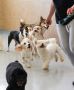 Dog Grooming in Miami | Doggies Gone Wild Dog Grooming in Miami | Doggies Gone Wild