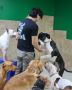 Premium Dog Boarding Services in Miami Premium Dog Boarding Services in Miami