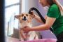 Dog Grooming in Miami - pamper your pup today Dog Grooming in Miami - pamper your pup today
