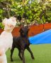Luxury Dog Resort in Miami make your pup happy Luxury Dog Resort in Miami make your pup happy