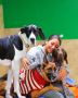 The Most Trusted Dog Boarding in Miami, Book Now! The Most Trusted Dog Boarding in Miami, Book Now!