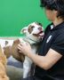 Dog daycare near me – Loving Care & Playtime! Dog daycare near me – Loving Care & Playtime!