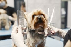 Professional Dog Grooming in Miami – Home Like Care for Your