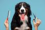 Professional Dog Grooming in Miami