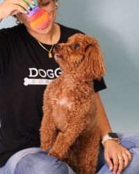 Top-Rated Pet Daycare in Miami – Fun, Safe & Loving Care!