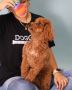 Top-Rated Pet Daycare in Miami – Fun, Safe & Loving Care!