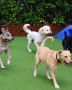 Luxury Dog Hotel near Me – Safe & Loving Care for Your Pup!