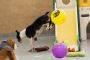 Dog Hotel near Me – Premium Care for Your Furry Friend!