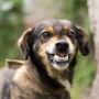 Aggressive Dog Training