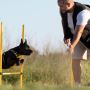 Boarding and Training Dogs