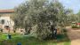 The Science and Health Benefits of Virgin Olive Oil