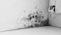 Mold Remediation Mold Remediation