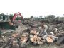 Commercial Tree Services