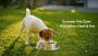 Summer Pet Care Tips: Keep Your Furry Friends Hydrated, Cool