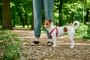 Top Best Dog Food Online in India | Premium Nutrition at Ekt