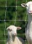 Electric Fence for Goats - Keep Them Safe & Secure Electric Fence for Goats - Keep Them Safe & Secure