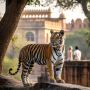 Discover Top Attractions with a Jaipur And Ranthambore Tour 
