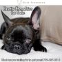Exotic frenchie puppies for sale