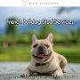French Bulldog Stud Services