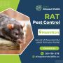 Rat Pest Control in Hamilton Rat Pest Control in Hamilton