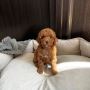 Dainty Silver Female Toy Poodle