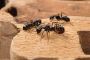Ant Exterminator Las Vegas