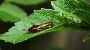 Professional Earwig Control Las Vegas Services for Safe & Ef