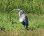 Habitat and Ecosystem Restoration